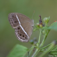 Mycalesis perseus Fabricius, 1775